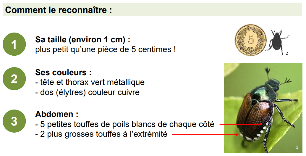 scarabé-japonnais.jpeg