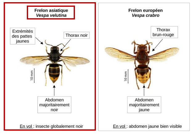 frelon-asiatique.jpeg