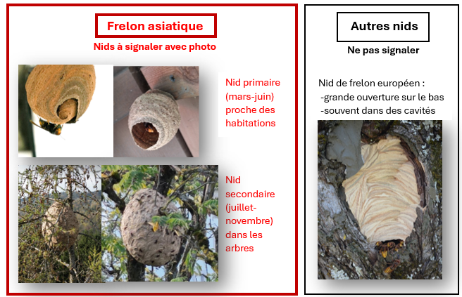 nids-frelons.jpeg